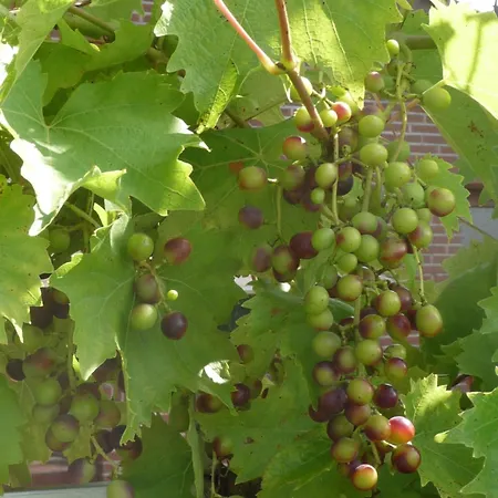 Vakantiehuis Lavendelhaus *